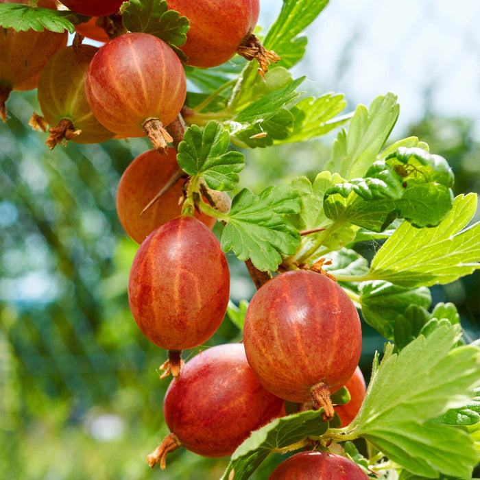 Fruitplant - Kruisbes - Ribes uva-crispa  Hinnomäki Röd - Rode Bes - 2 planten -  Pot 11cm Hoogte 40cm