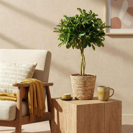 Schefflera Gold Capelle - Fingertræ - med guldkurv - ↕70-80cm - Ø21cm