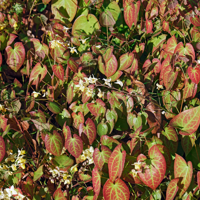 6x Epimedium y. 'Niveum' - ↕10-25cm - Ø9cm