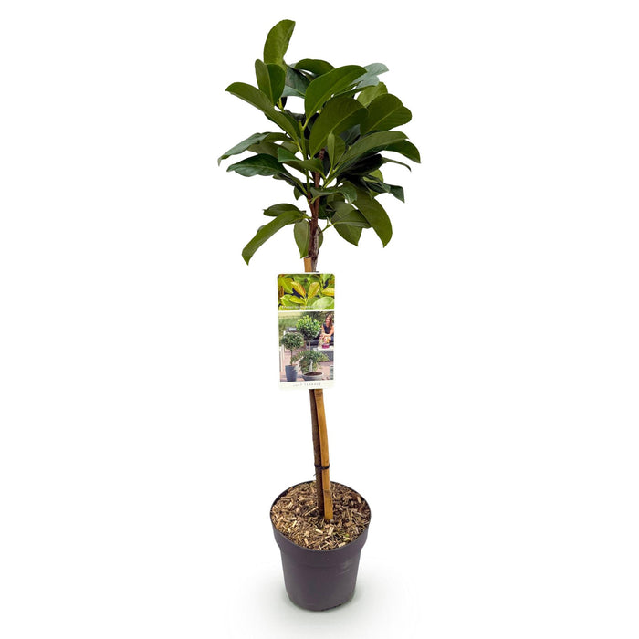 Tuinplant - Prunus lauroverasus Etna® - Plant op stam - Terras Plant - Bladhoudend - Weinig Onderhoud - Pot 19cm Hoogte 90cm