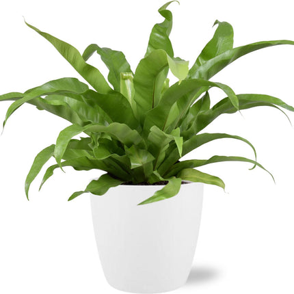 Asplenium Antiquum - ↕45cm - Ø17cm + Vaso Bruxelles D18x17cm - Bianco