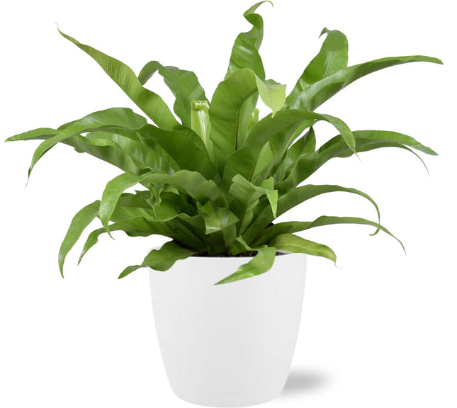 Asplenium Antiquum - ↕45cm - Ø17cm + Pot Bruxelles D18x17cm - Hvid
