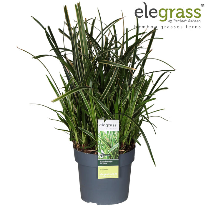 Carex Morrowii Ice Dance - Zegge - ↕45cm - Ø19cm