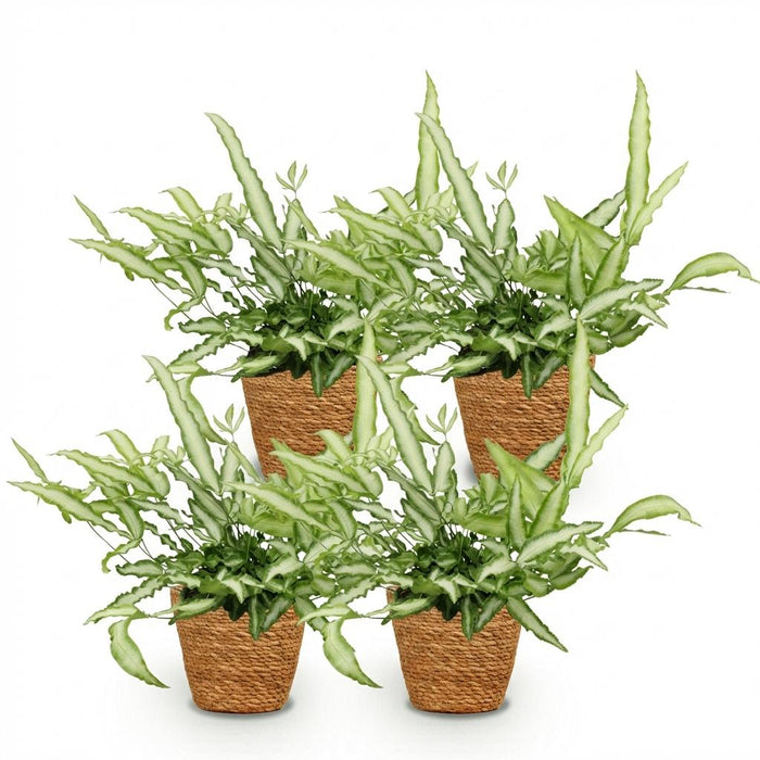 Pteris cretica Albolineata - Lintvaren - met Mand - ↕20cm - Ø12cm - 4x