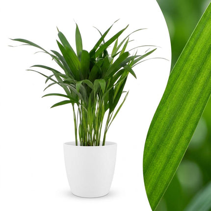 Areca Lutescens - Goudpalm - met Potter Wit - Pot 12cm - Hoogte - 45cm