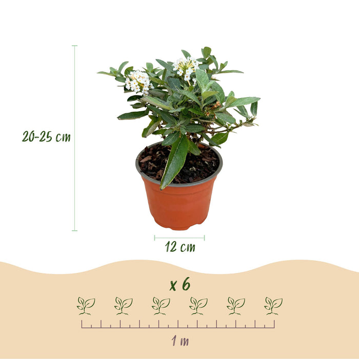 Buddleja davidii Butterfly Candy Little White - Vlinderstruik - Compact - Wit - ↕20-25cm - Ø12cm - 3x