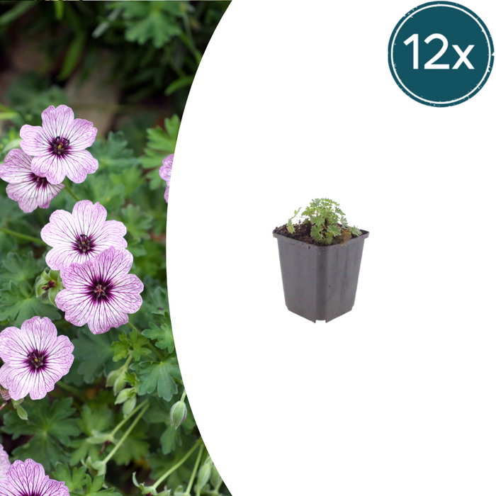 12x Geranium cin. 'Ballerina' - ↕10-25cm - Ø9cm