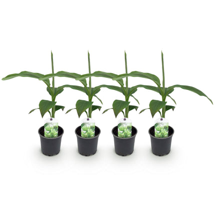 Pianta di banano - Musa Basjoo - ↕30cm - Ø12cm - 4x