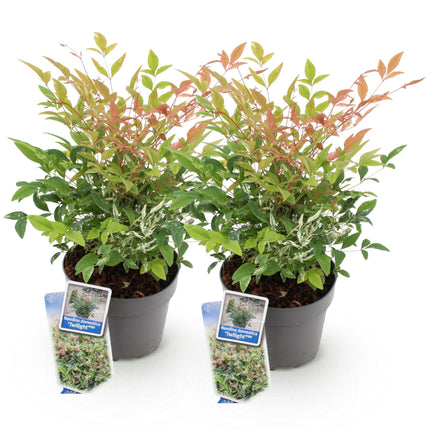 Nandina Twilight – Bunt &amp; Rosa – 2 Pflanzen – Immergrün – Pflegeleicht – Topf 17 cm, Höhe 45 cm