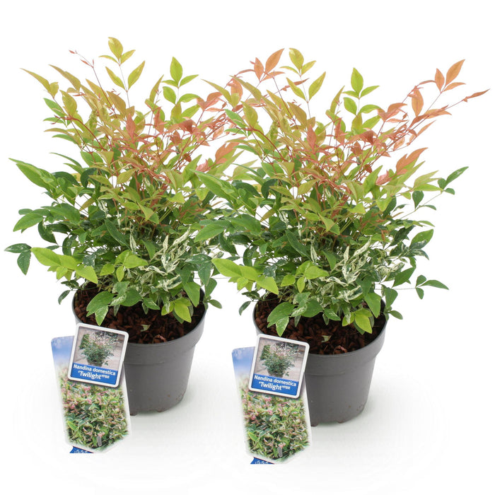 Nandina Twilight - Bont & Roze - 2 Planten - Groenblijvend - Weinig Onderhoud - Pot 17cm Hoogte 45cm