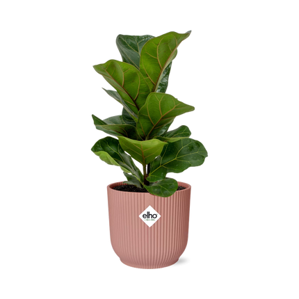 Ficus Lyrata 'Bambino' en rosa elho Vibes Fold - Ø14cm