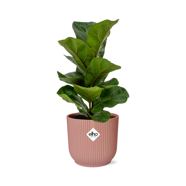 Ficus Lyrata 'Bambino' in rosa elho Vibes Fold - Ø14cm