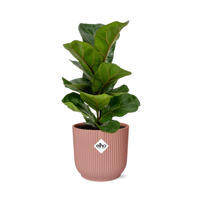 Ficus Lyrata ‘Bambino’ in elho Vibes Fold Ø14cm roze