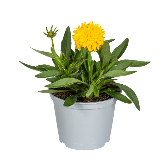 Coreopsis Grandiflora - Coreopsis - ↕25-35cm - Ø13cm - 8x