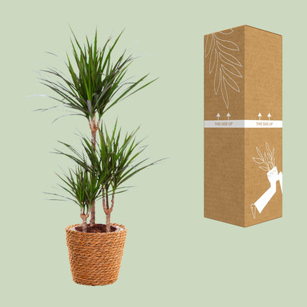 Dracaena Marginata - Pianta del drago - ↕95cm - Ø21cm