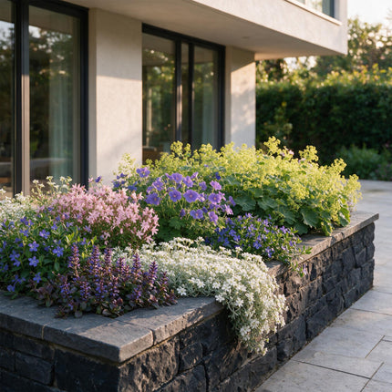 Borderpakket - Bodembedekend - Diversen - Soorten en kleuren - 12 Planten - Pot 11cm - Hoogte 15-25cm