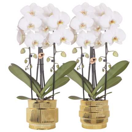 Kolibri Orchids | Plantenset Allure Shiny Goud - 2 Witte Phalaenopsis Orchideeën Niagara Fall White - Ø12 cm