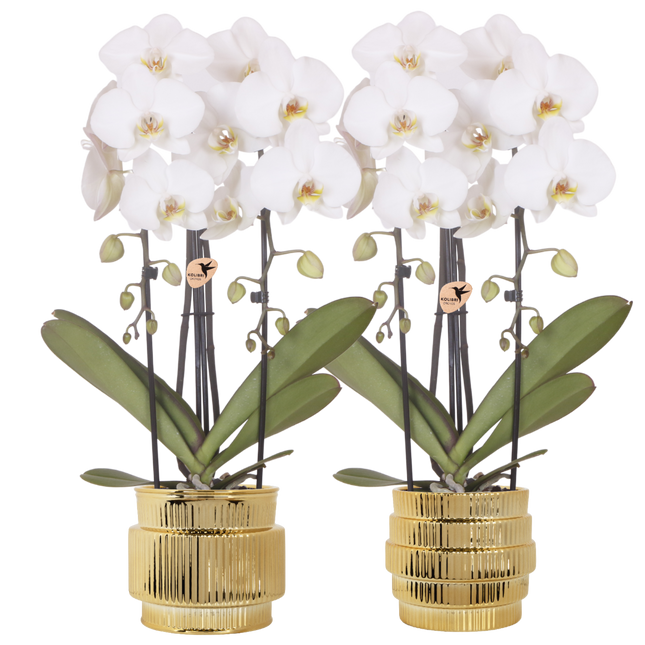 Kolibri Orchids | Plantenset Allure Shiny Goud - 2 Witte Phalaenopsis Orchideeën Niagara Fall White - Ø12 cm