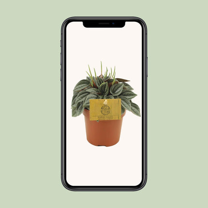 Peperomia Napoli Nuits - ↕15cm - Ø10,5cm