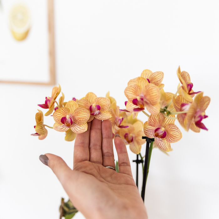 Gift set | Plantenset met 2 oranje Phalaenopsis Orchideeën en Succulent incl. keramieken sierpotten
