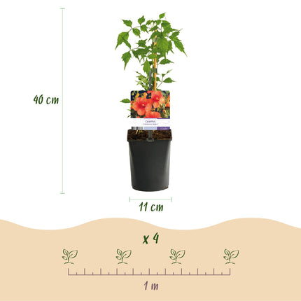 Flor de trompeta - Campsis Radicans Madame Galen - Flor naranja - ↕40cm - Ø11cm - 2x
