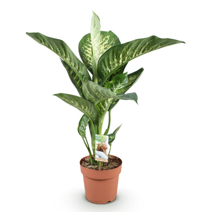 Dieffenbachia Tropic Snow - ↕90-100cm - Ø21cm