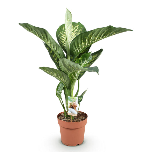 Dieffenbachia Tropic Snow - ↕90-100cm - Ø21cm