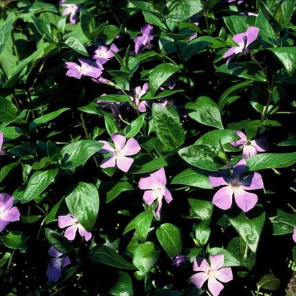 Vinca major - Grote Maagdenpalm - Bodembedekker - 60x - ↕10-25cm - Ø9cm