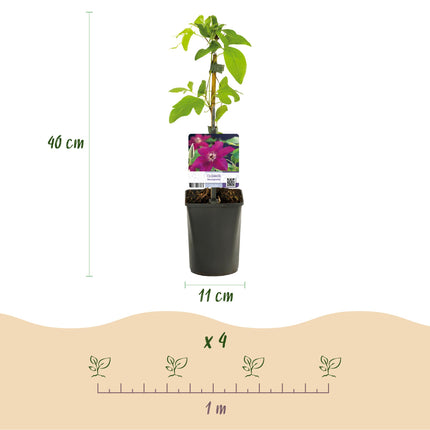 Clematis Westerplatte - Woodbine - Red Flower - ↕40cm - Ø11cm - 2x