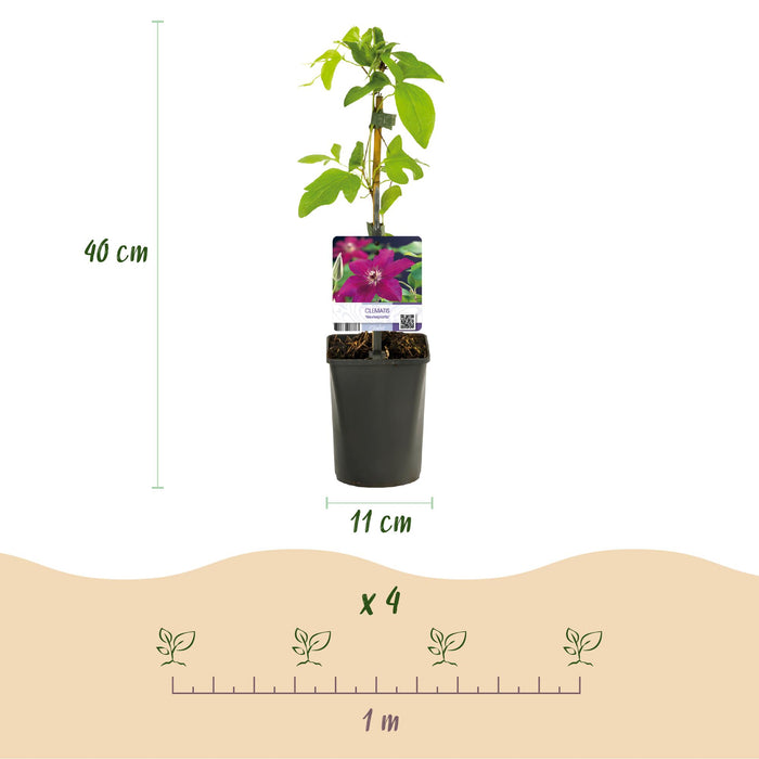 Clematis Westerplatte - Bosrank - Bloem Rood - ↕40cm - Ø11cm - 2x