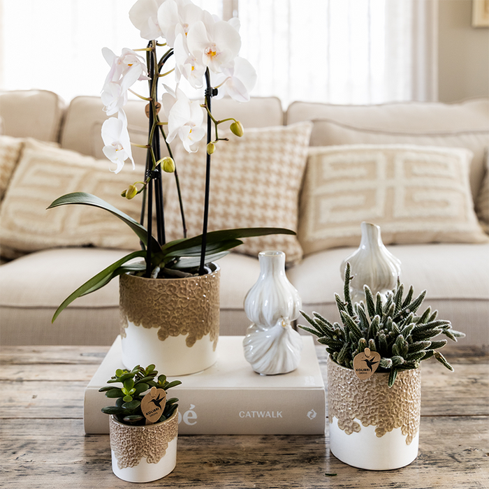 Kolibri Company | Combi deal | Bloom sierpot zand – set 6cm + 9cm + 12cm