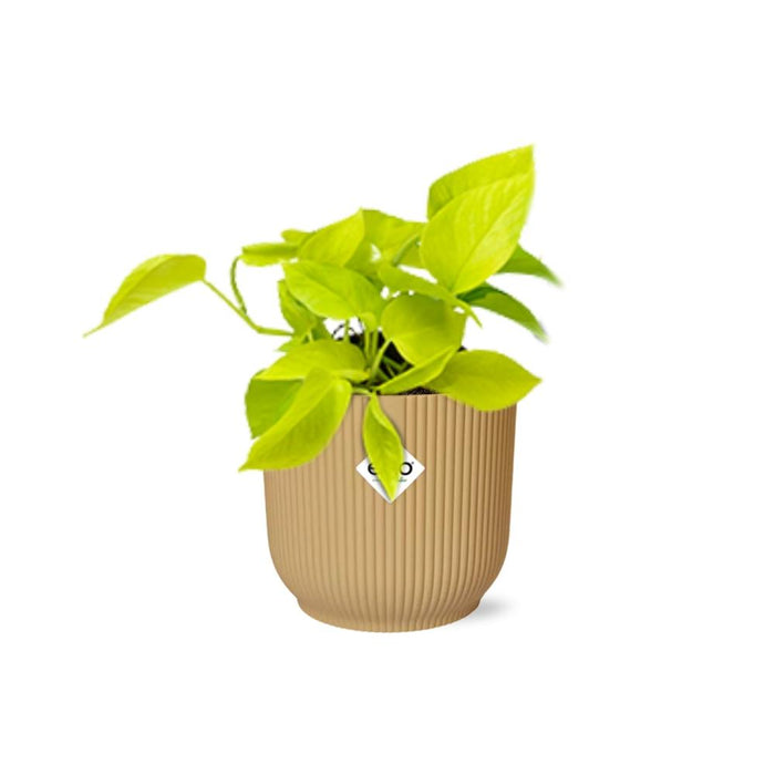 Epipremnum Pinnatum ‘Golden Pothos’ in elho Vibes Fold Ø14cm geel