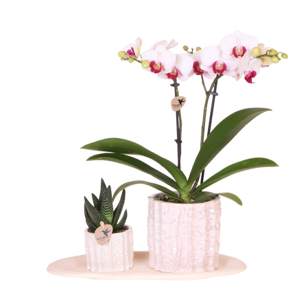 Kolibri Orchids | Gift Set Oyster - Witte Phalaenopsis Orchidee Mineral Gibraltar & Succulent