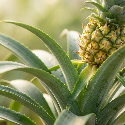 Pineapple plant Mi Amigo - ↕35-40cm- Ø12cm