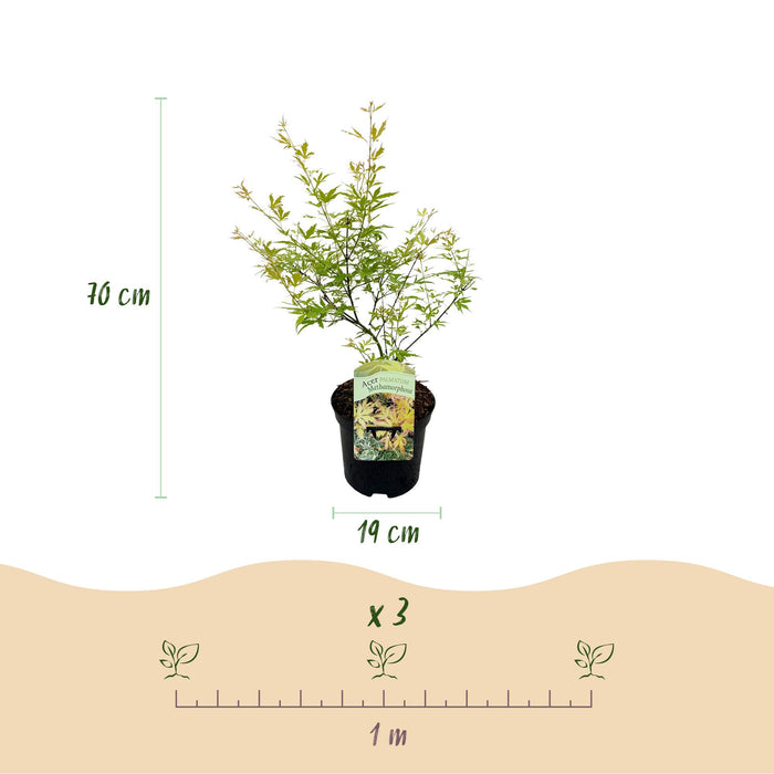 Terrasplant - Japanse Esdoorn - Acer palmatum Methamorphosa - Groen - Bladverliezend - ↕70cm - Ø19cm