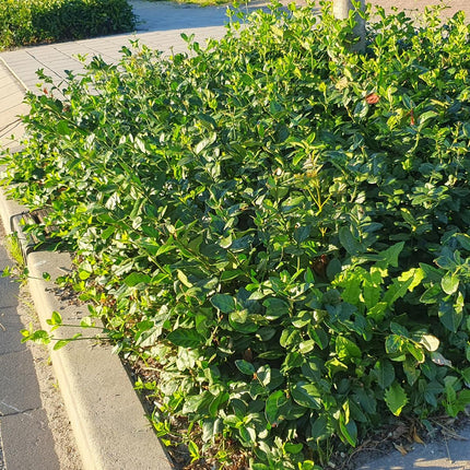 Euonymus fortunei 'Coloratus' - Kardinaalsmuts - ↕10-25cm - Ø9cm - 24x
