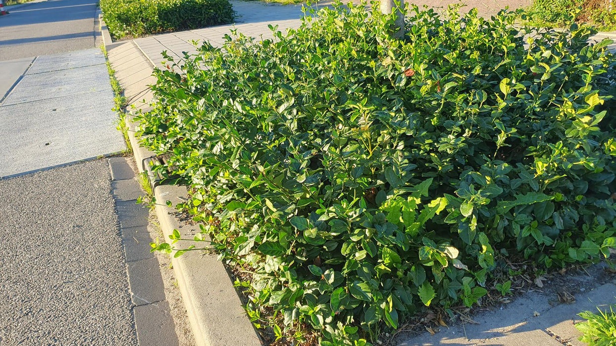 Euonymus fort. 'Coloratus' - ↕10-25cm - Ø9cm - 24x