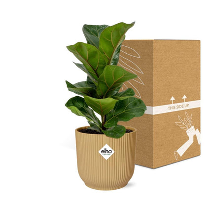 Ficus Lyrata 'Bambino' i gul elho Vibes Fold - Ø14cm