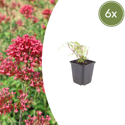 Centranthus ruber 'Coccineus' - Fiore a spore - ↕10-25cm - Ø9cm - 6x