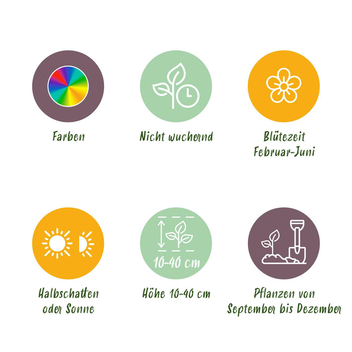 Bloembollen - Bulb Garden mix - Diversen soorten en kleuren - 125 stuks - Gift Verpakking