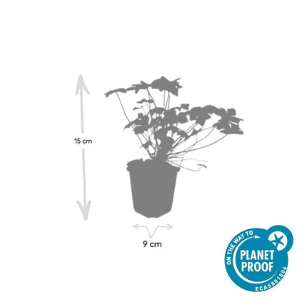 Geranium macrorrhizum 'Czakor' - ↕10-25cm - Ø9cm - 60x