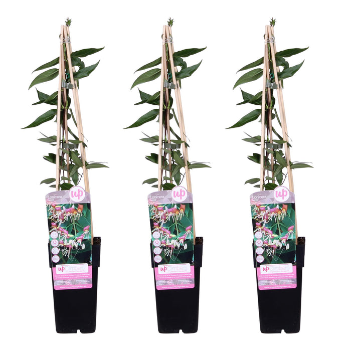 Lonicera henryi - ↕65cm - Ø15cm - 3x