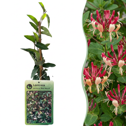 Lonicera jap. 'Red World' - Japanse kamperfoelie 6x - Rood - Roze - Klimplant - Ø9cm - ↕35cm