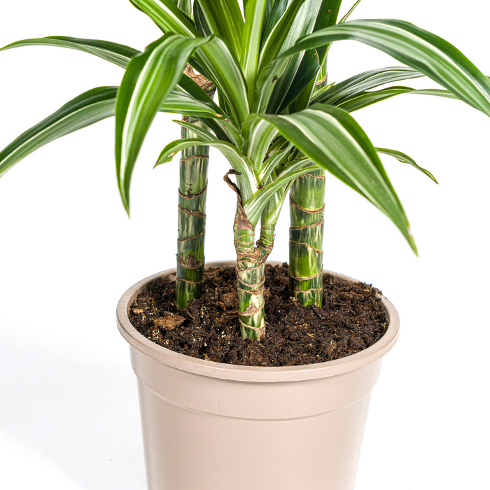 Dracaena Deremensis White Stripe met mand Ø21cm - ↕90 - 110cm