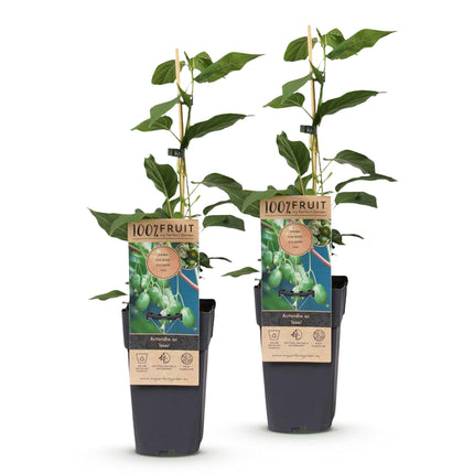 Acitinidia arguta Issai - Planta de kiwi - Autopolinizante - Fruto verde - 2 plantas - Maceta de 15 cm - Altura: 50 cm
