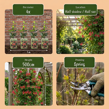 Lonicera br. 'Dropmore Scarlet' - Kamperfoelie 'Dropmore Scarlet' - Rood-Geel - Klimplant - Ø9cm - ↕35cm