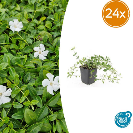Vinca minor 'Gertrude Jekyll' - Periwinkle - ↕10-25cm - Ø9cm - 24x