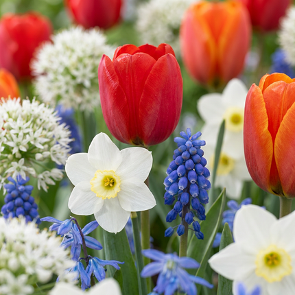 1000x Bulbs From Holland - Bloembollen - Bollen uit Holland - Diversen - Zomerbloeier - Bolmaat 10/12
