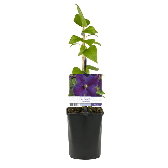 Clematis Star of India - Bosrank - Bloem Roze - ↕40cm - Ø11cm - 2x