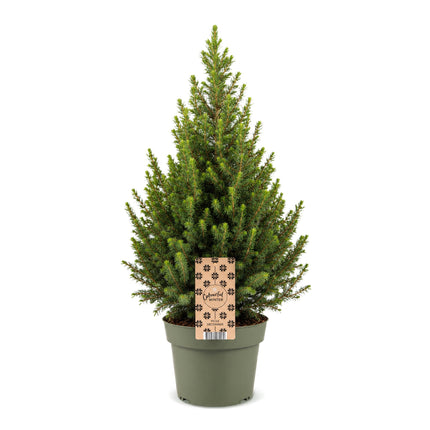Picea glauca Conica - Kegelspar - Groen - Kerstboom - Ø19cm - ↕65cm